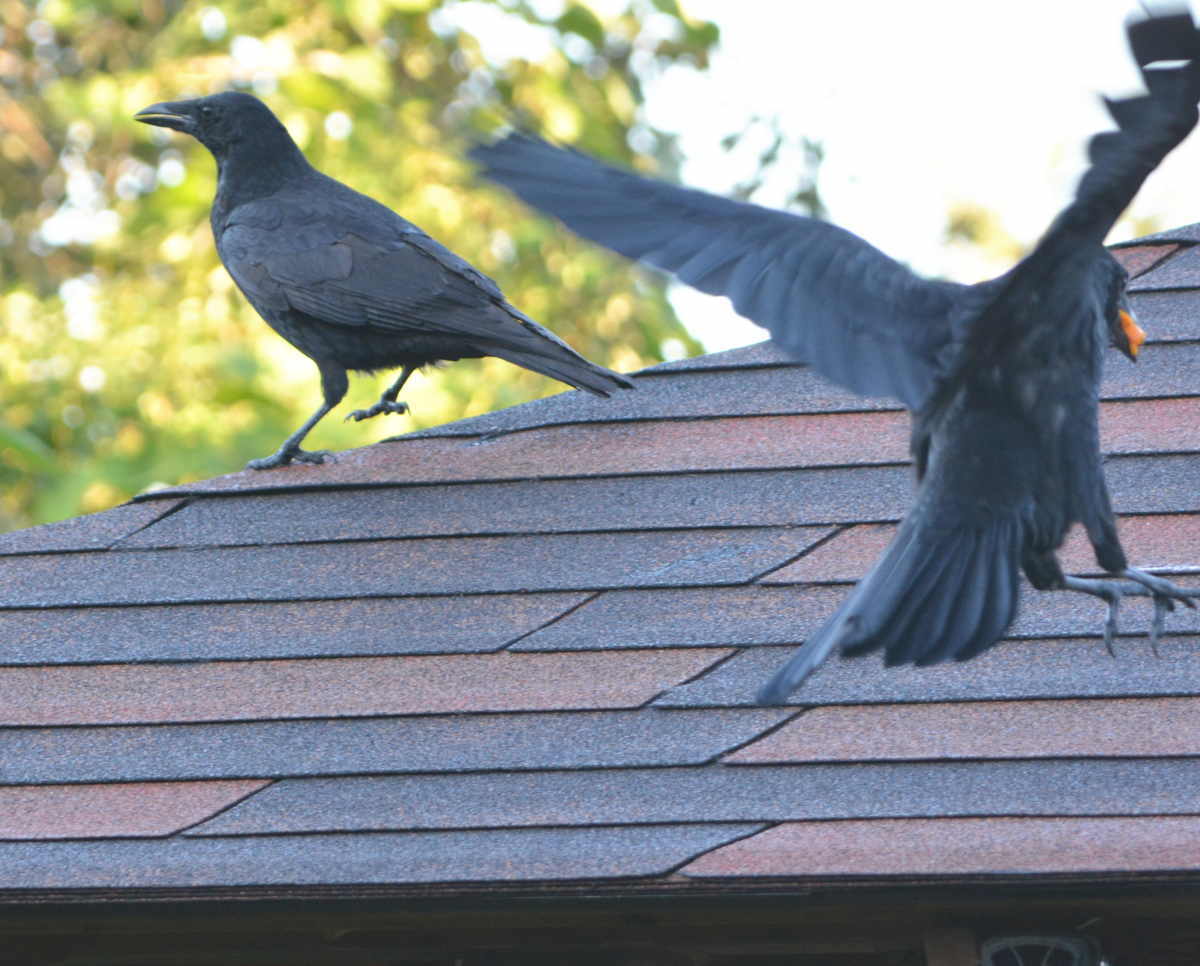 ハシボソの家族