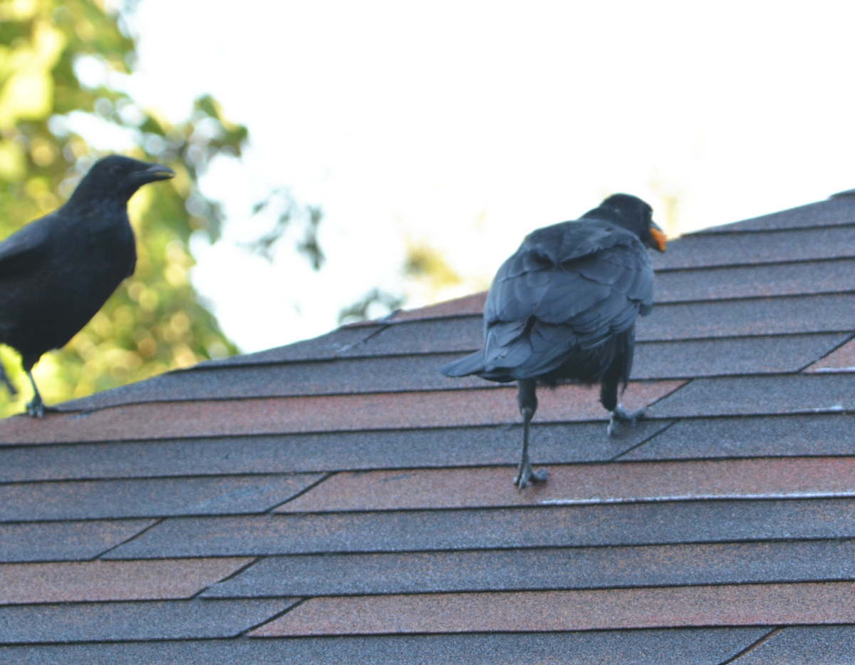 ハシボソの家族