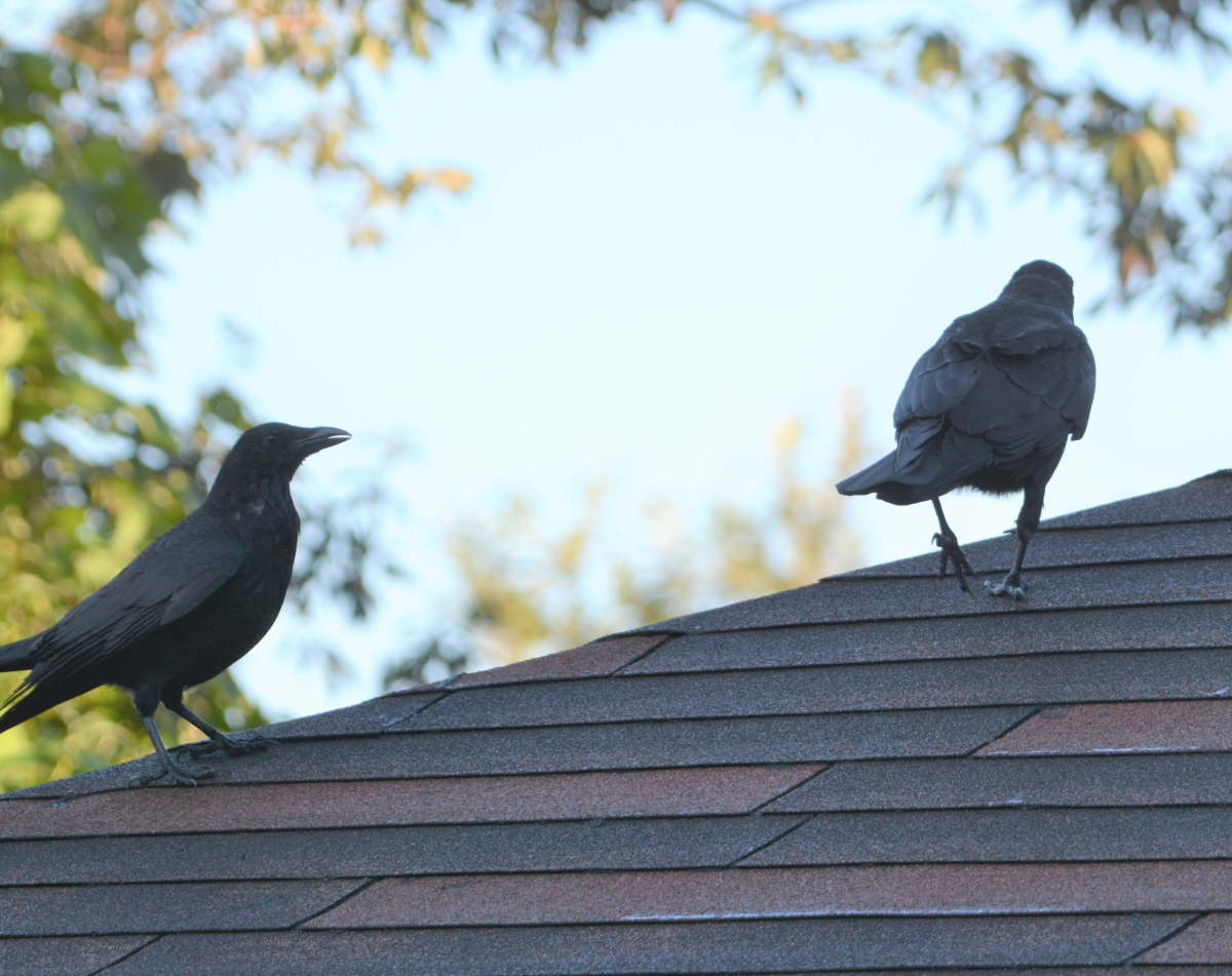 ハシボソの家族