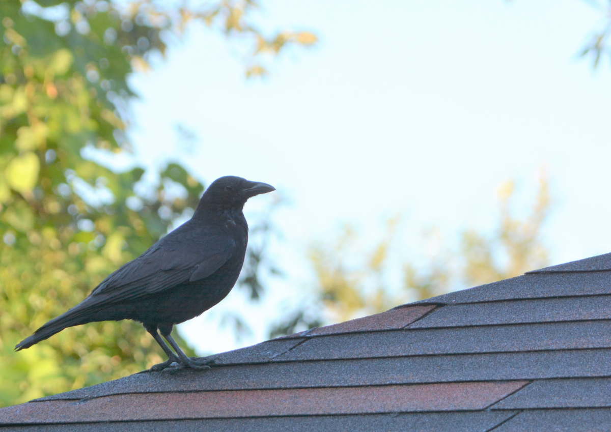 ハシボソの家族
