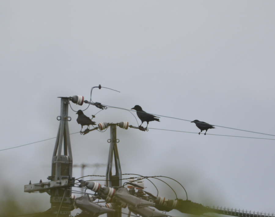 台風迫るカラス