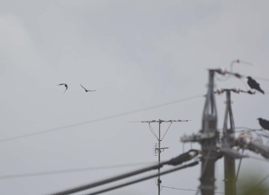 台風迫るカラス