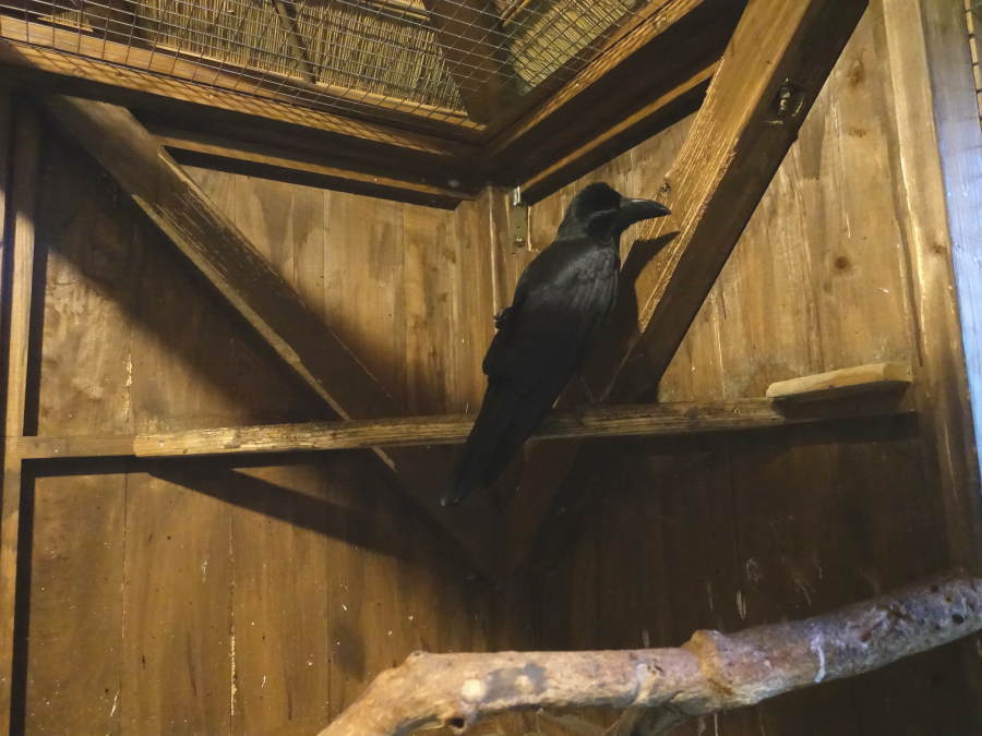 台風迫るカラス