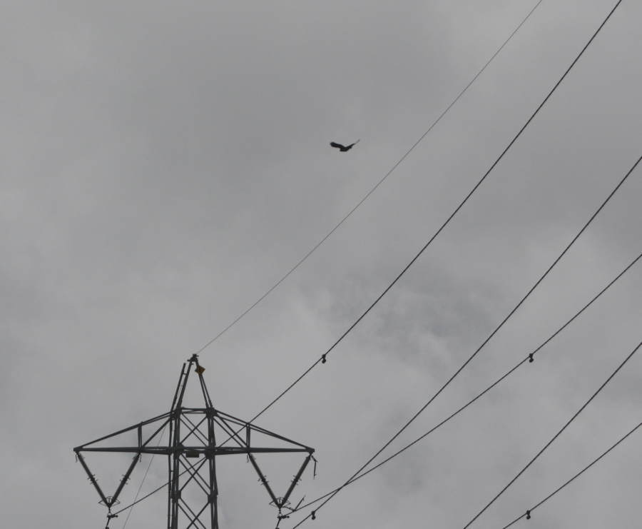 台風迫るカラス