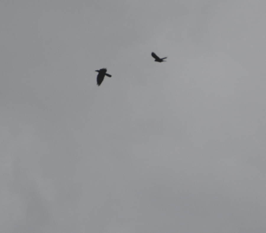 台風迫るカラス