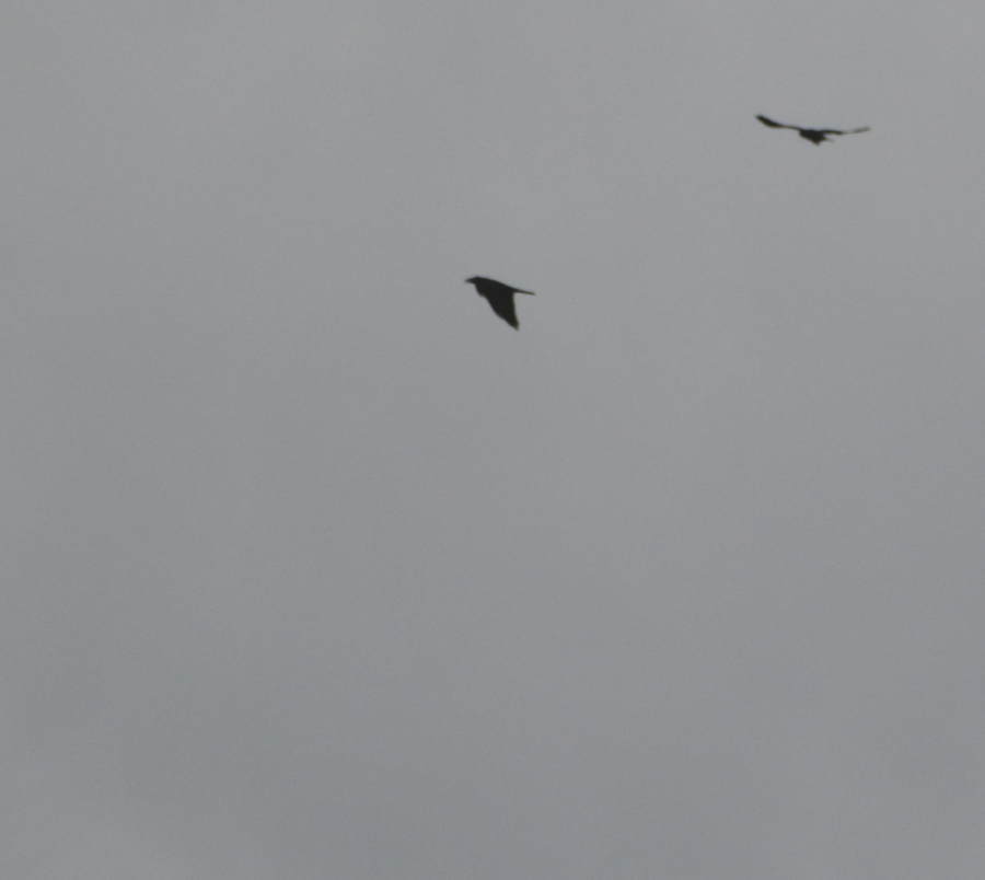 台風迫るカラス