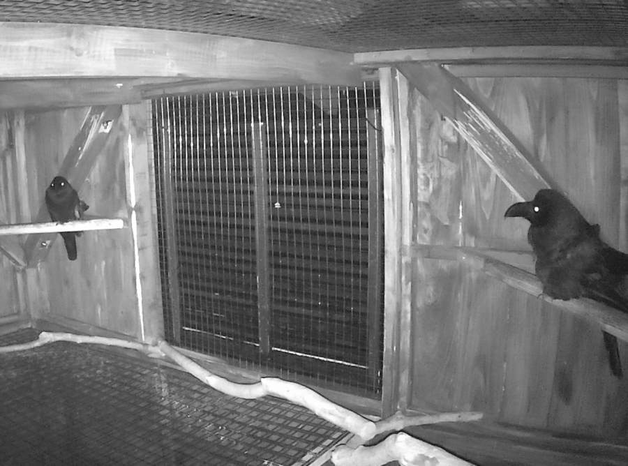 台風迫るカラス