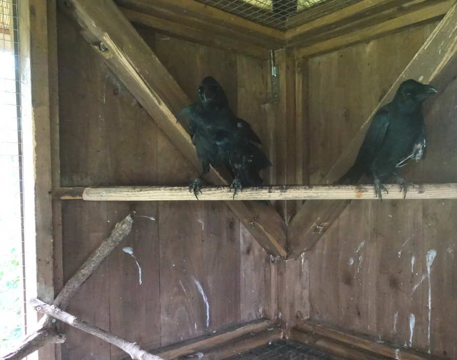 台風通過後の庭の様子