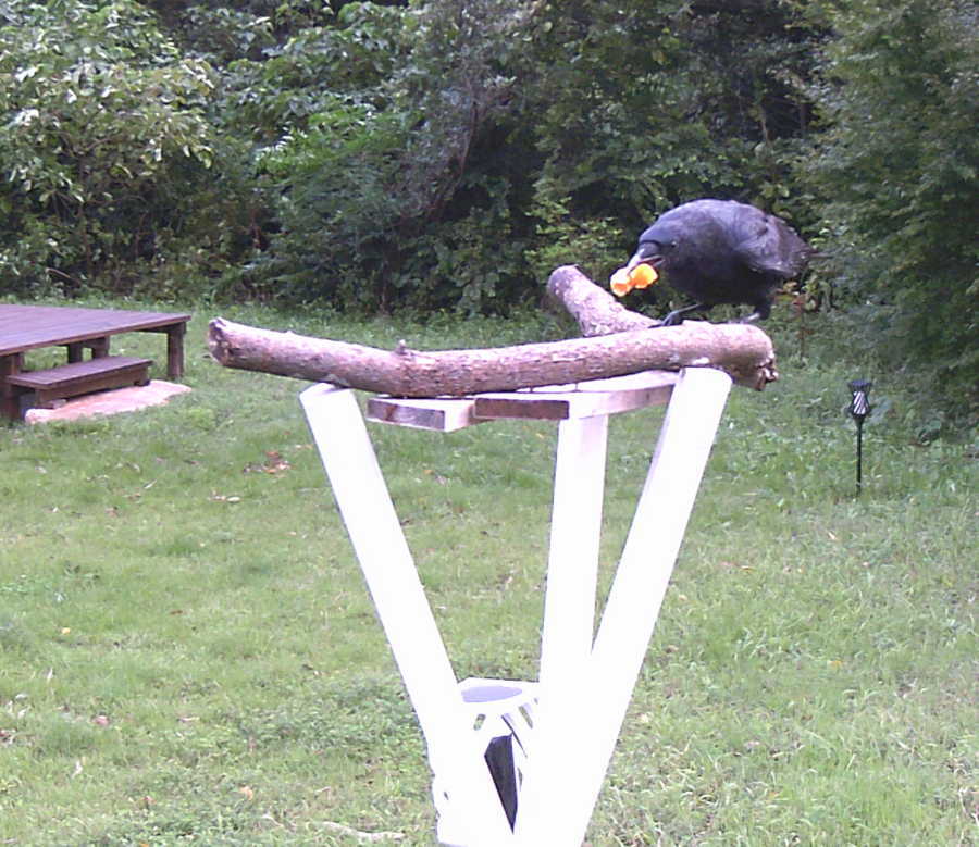 台風通過後のカラス