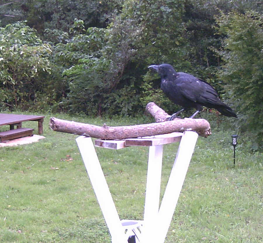 台風通過後のカラス