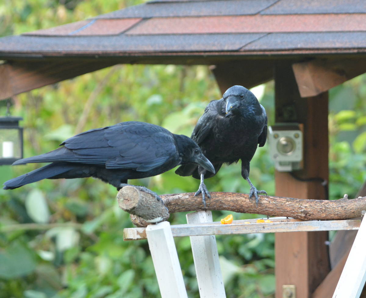 台風通過後のカラス