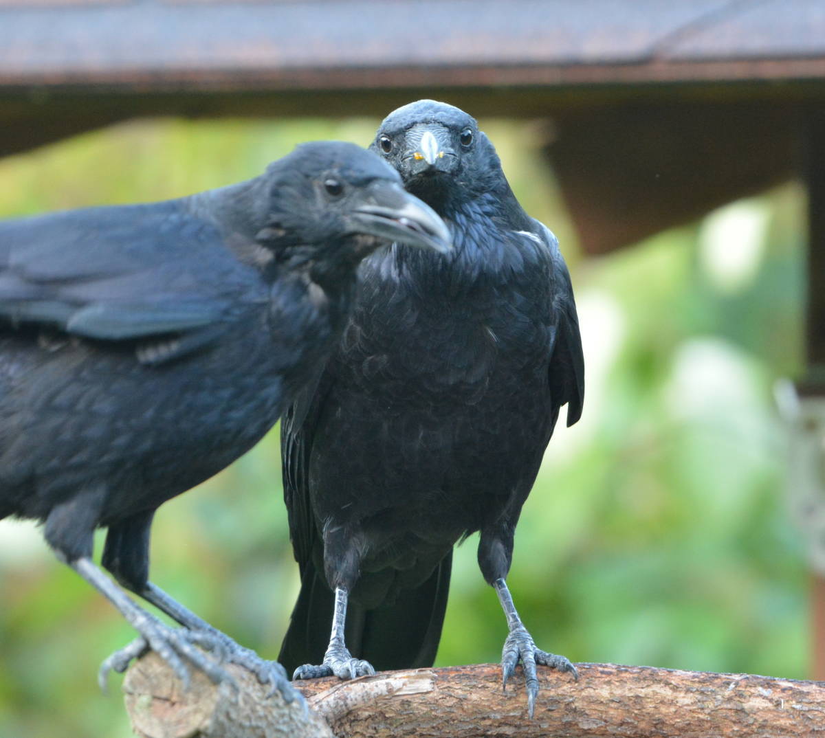 台風通過後のカラス