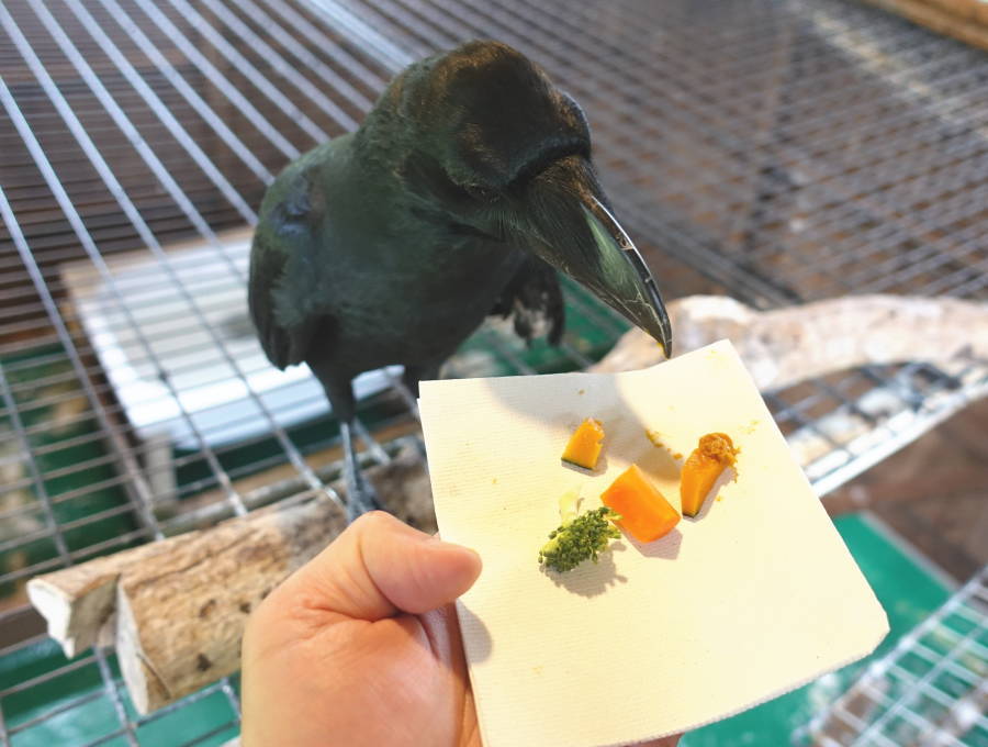 カラスバーグの材料