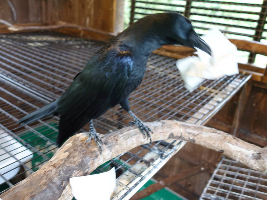 カラスバーグの材料