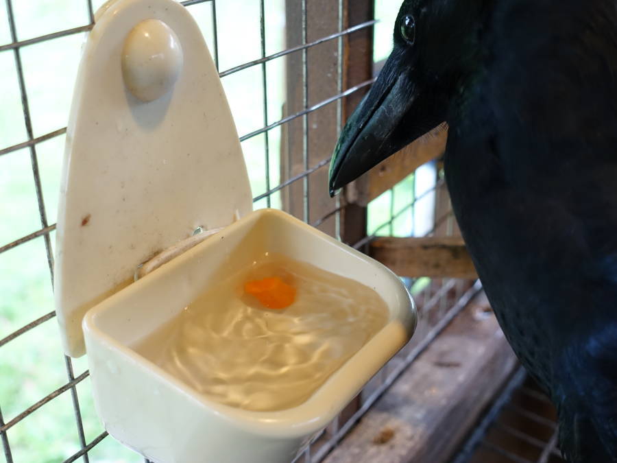 カラスバーグの材料