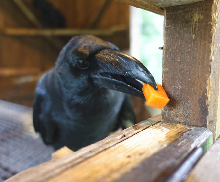 カラスバーグの材料