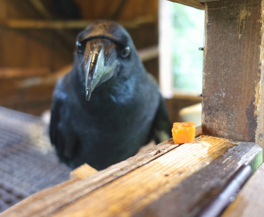 カラスバーグの材料