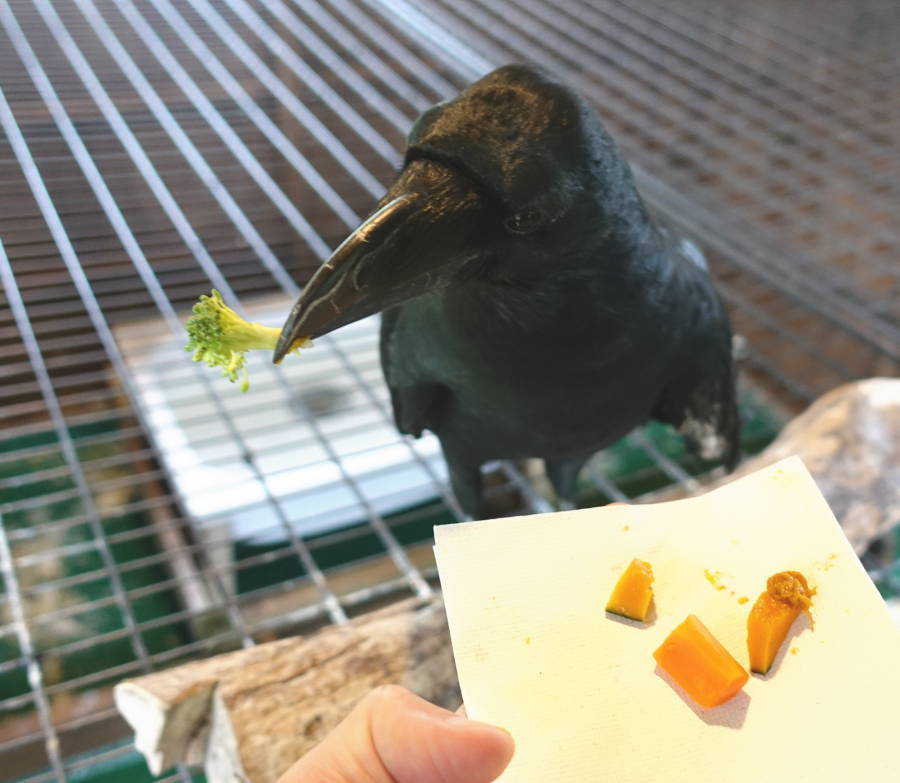 カラスバーグの材料