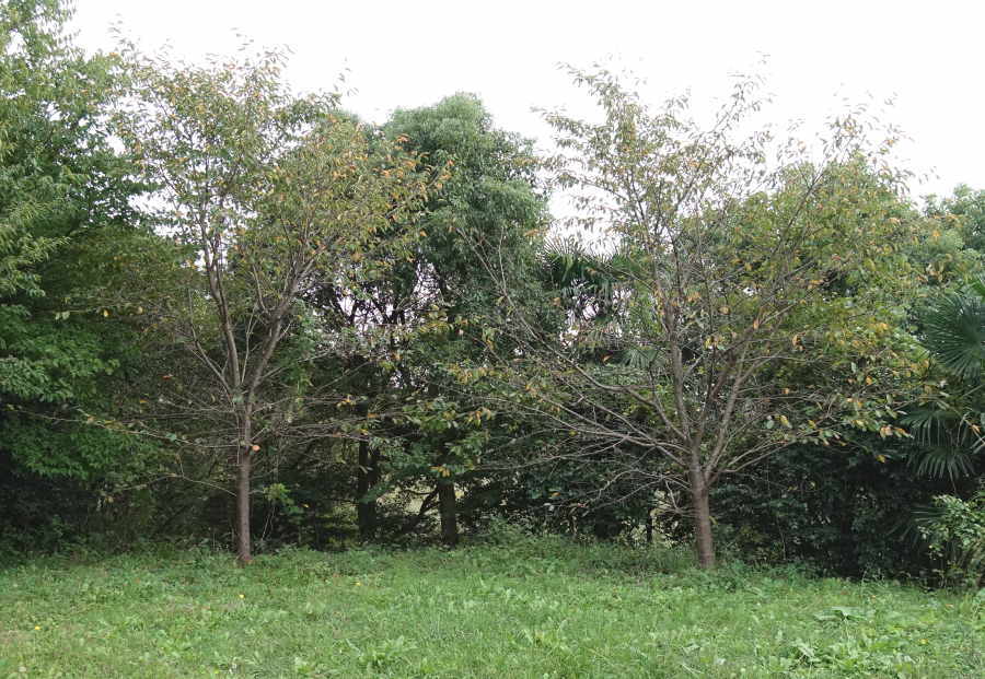 葉を落とした桜の木