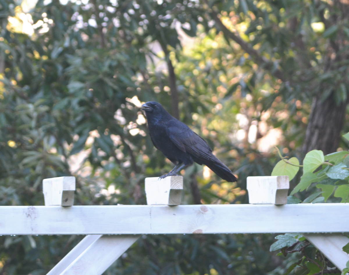 庭に来た子ガラス