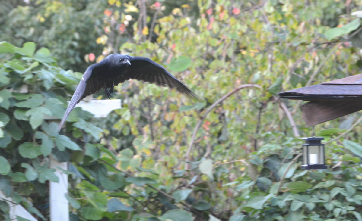 庭に来た子ガラス