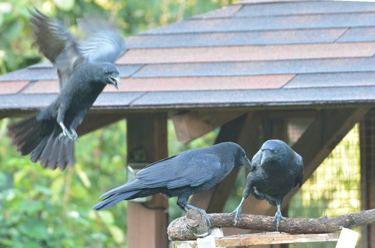 庭に来た子ガラス