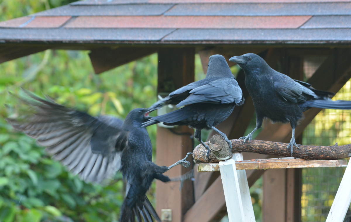 庭に来た子ガラス