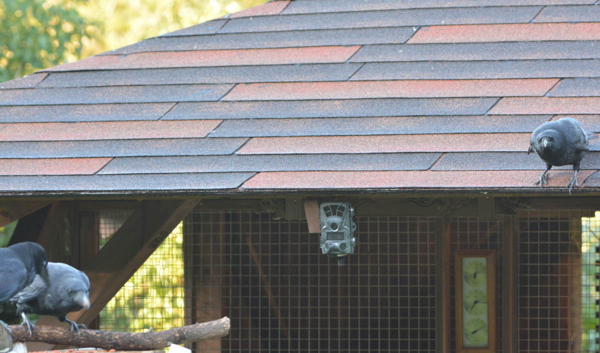 庭に来た子ガラス