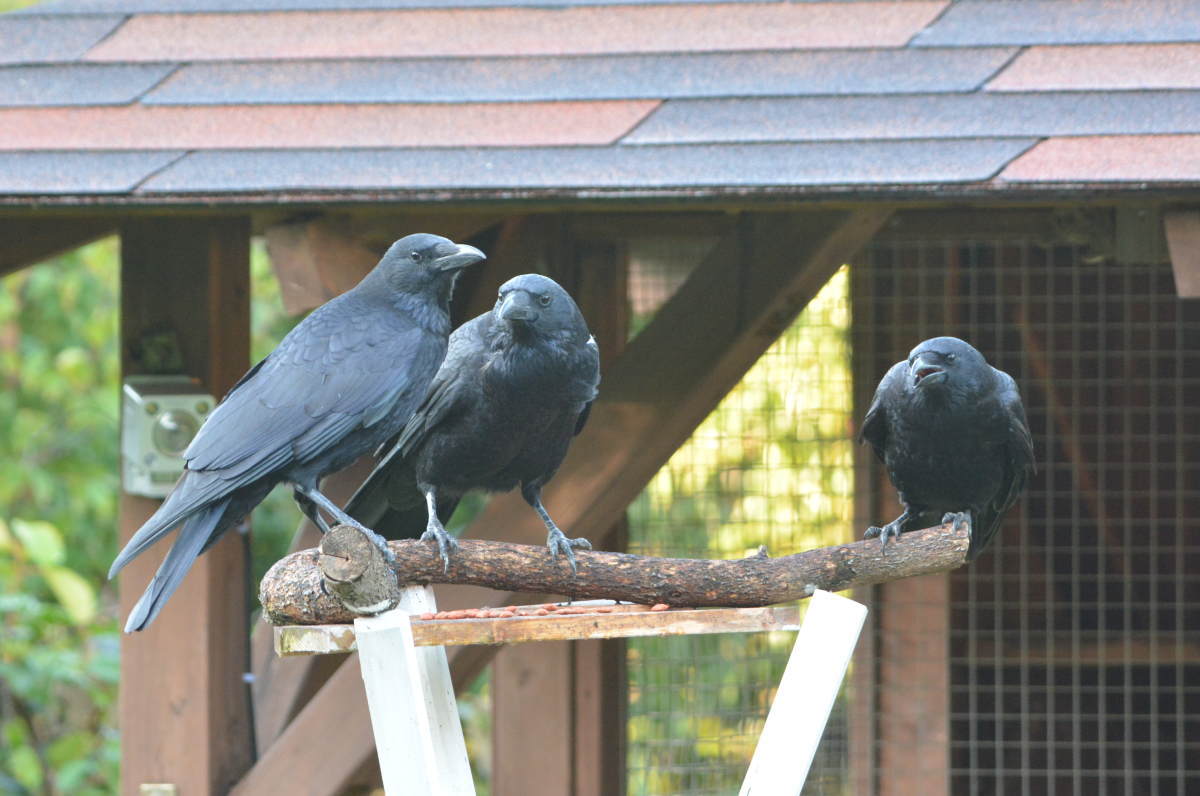 庭に来た子ガラス