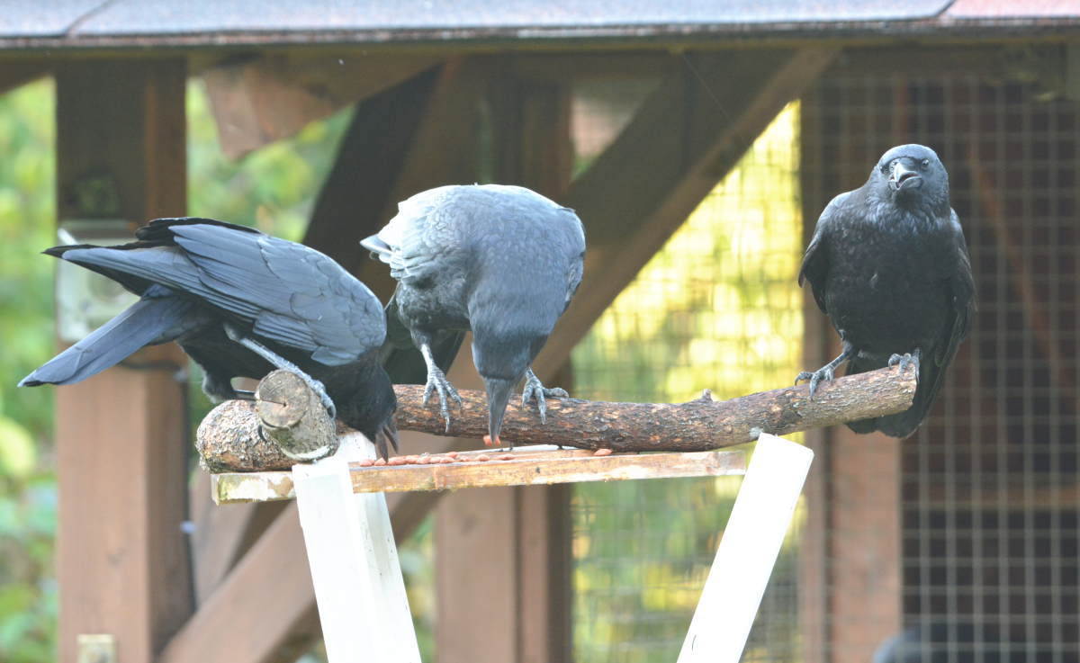 庭に来た子ガラス