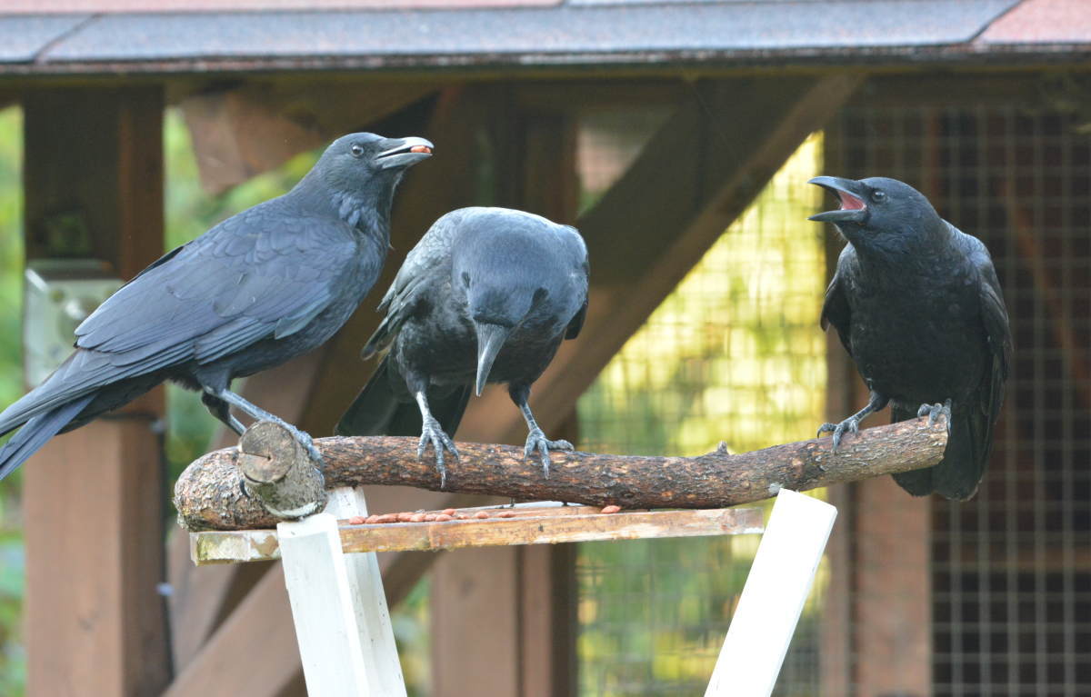 庭に来た子ガラス