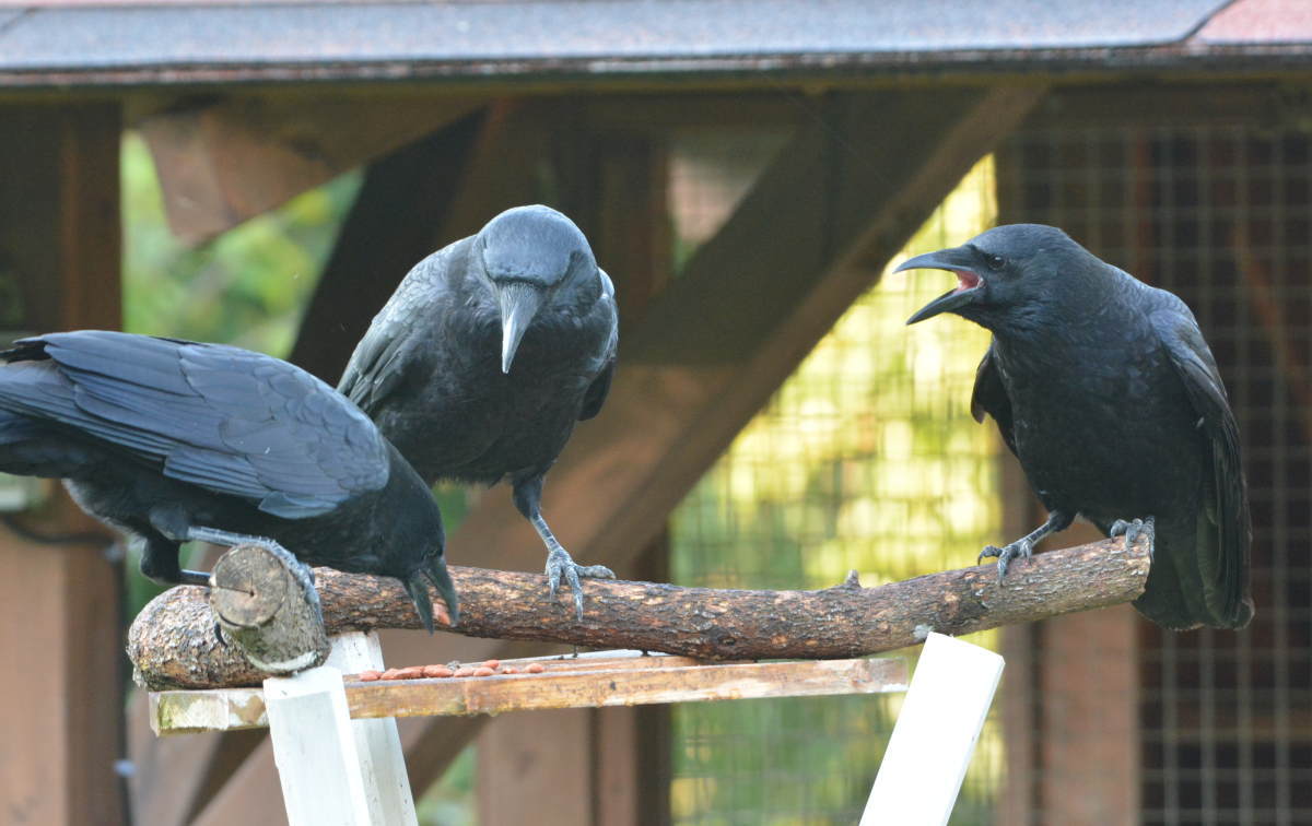 庭に来た子ガラス