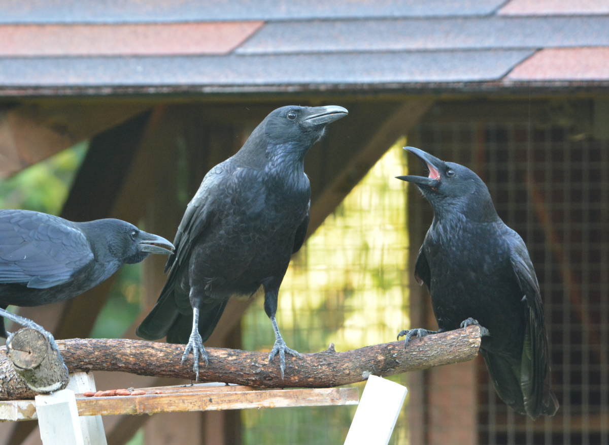 庭に来た子ガラス