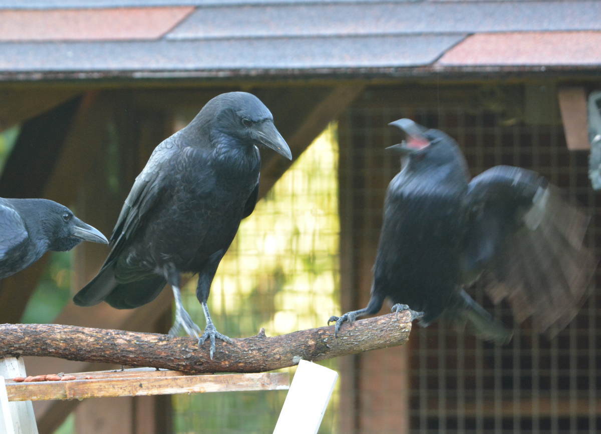 庭に来た子ガラス