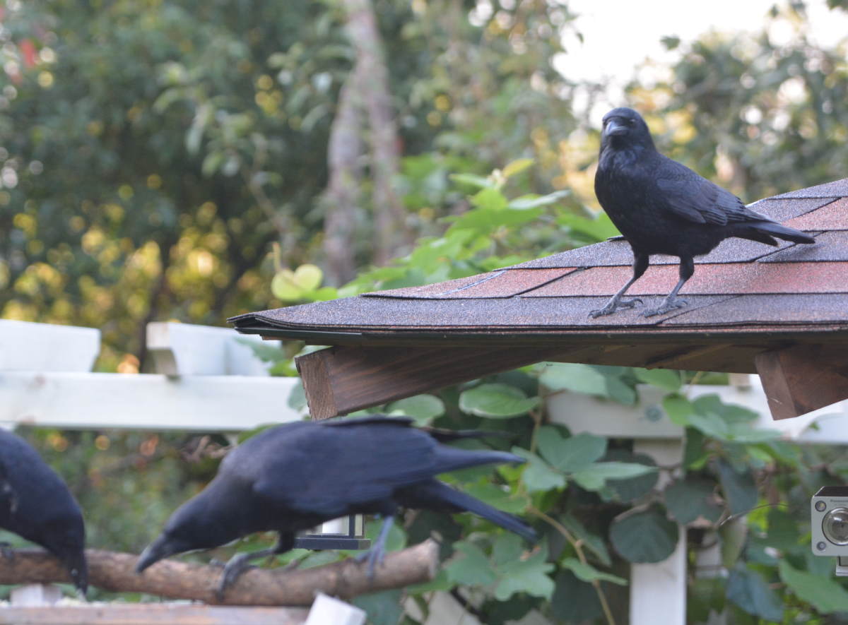 庭に来た子ガラス