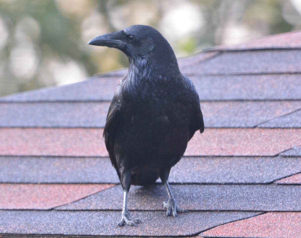 庭に来た子ガラス