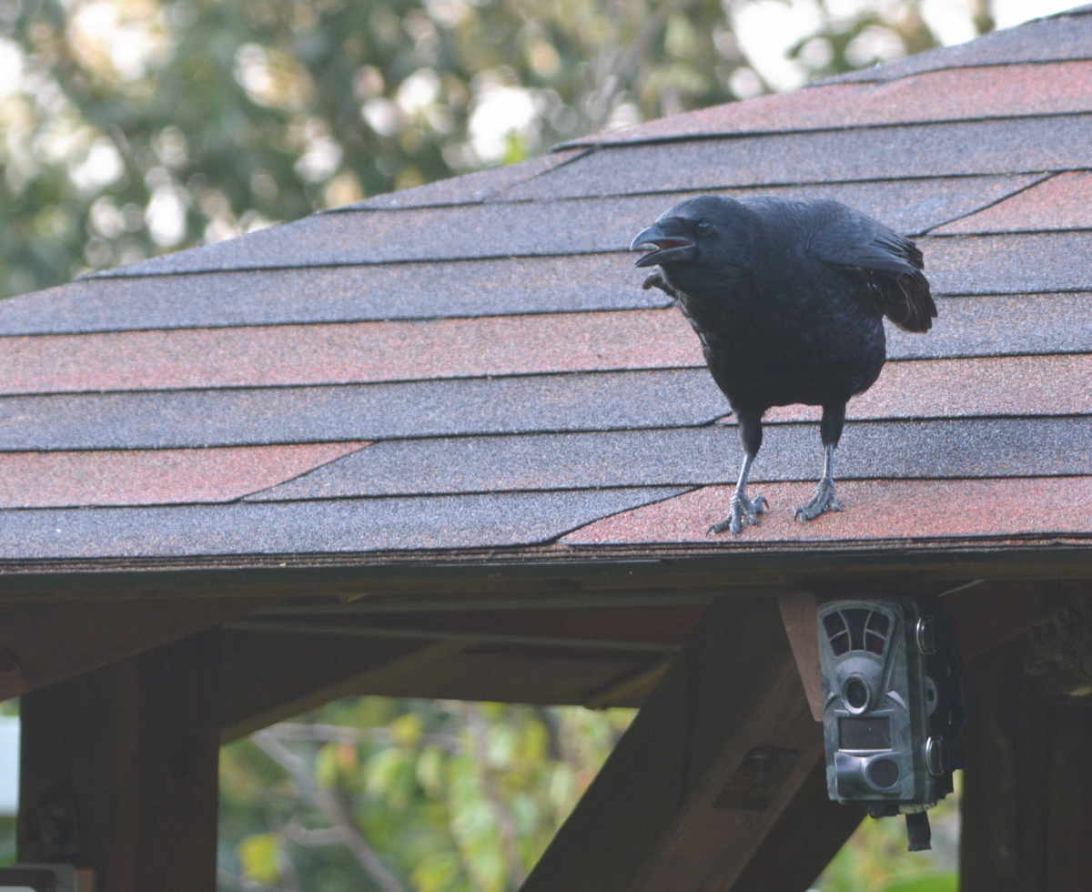 庭に来た子ガラス