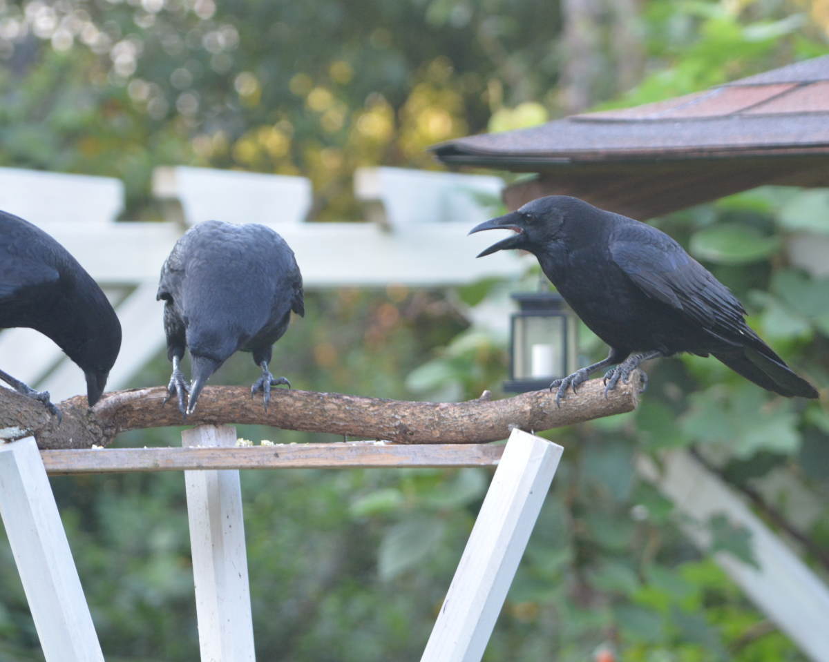 庭に来た子ガラス