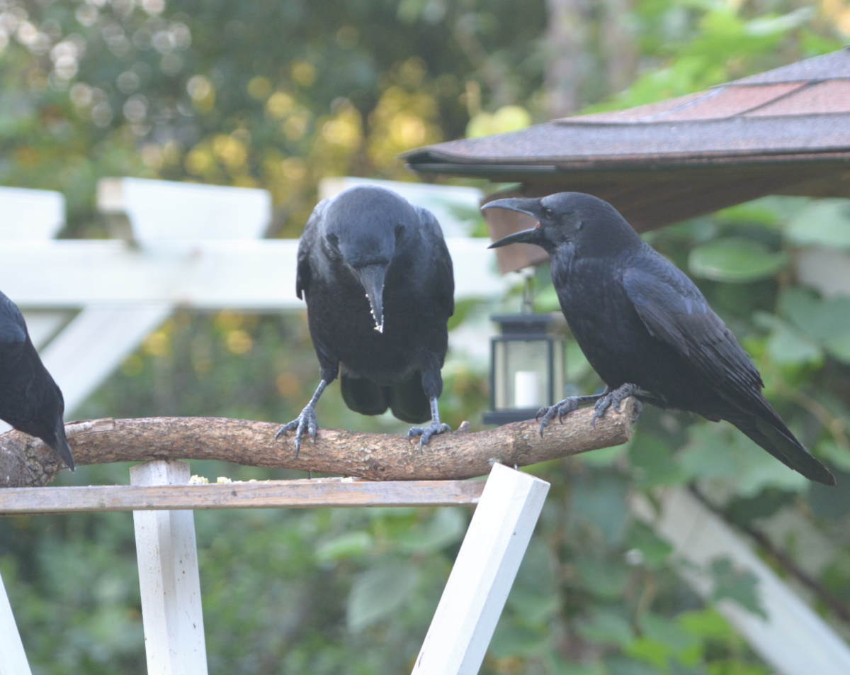 庭に来た子ガラス