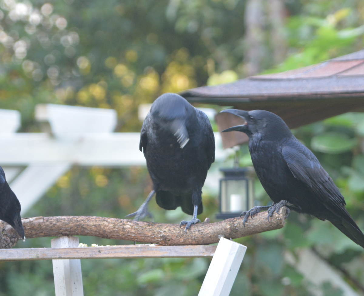 庭に来た子ガラス