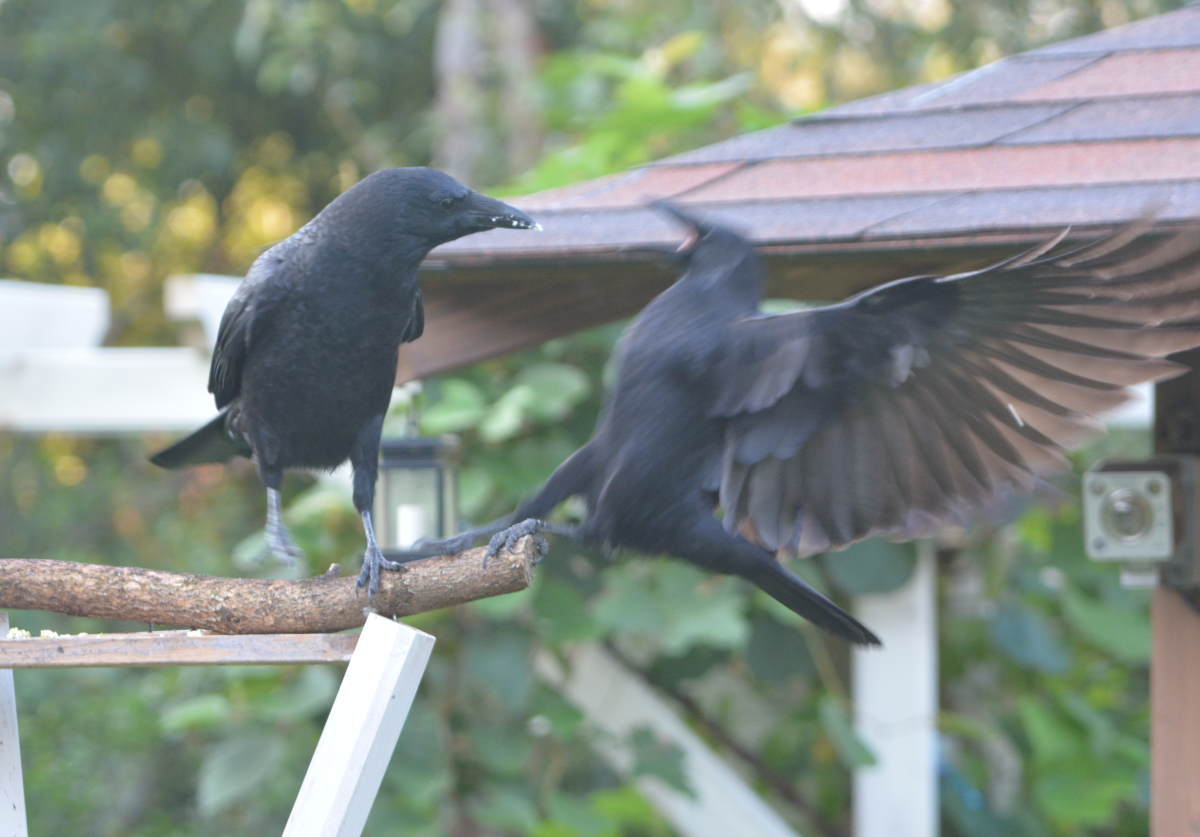 庭に来た子ガラス