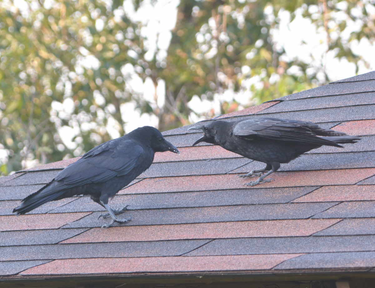 庭に来た子ガラス