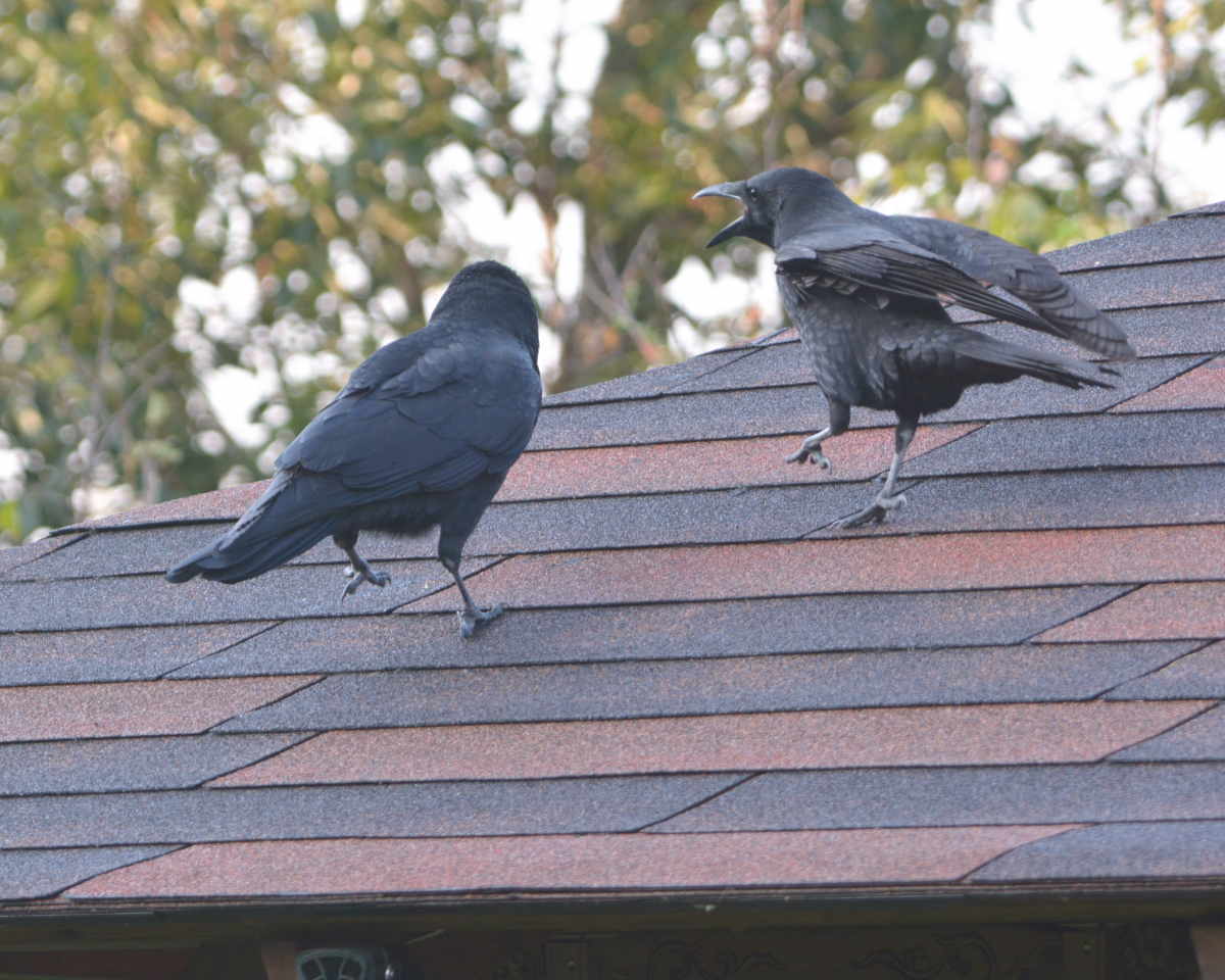 庭に来た子ガラス