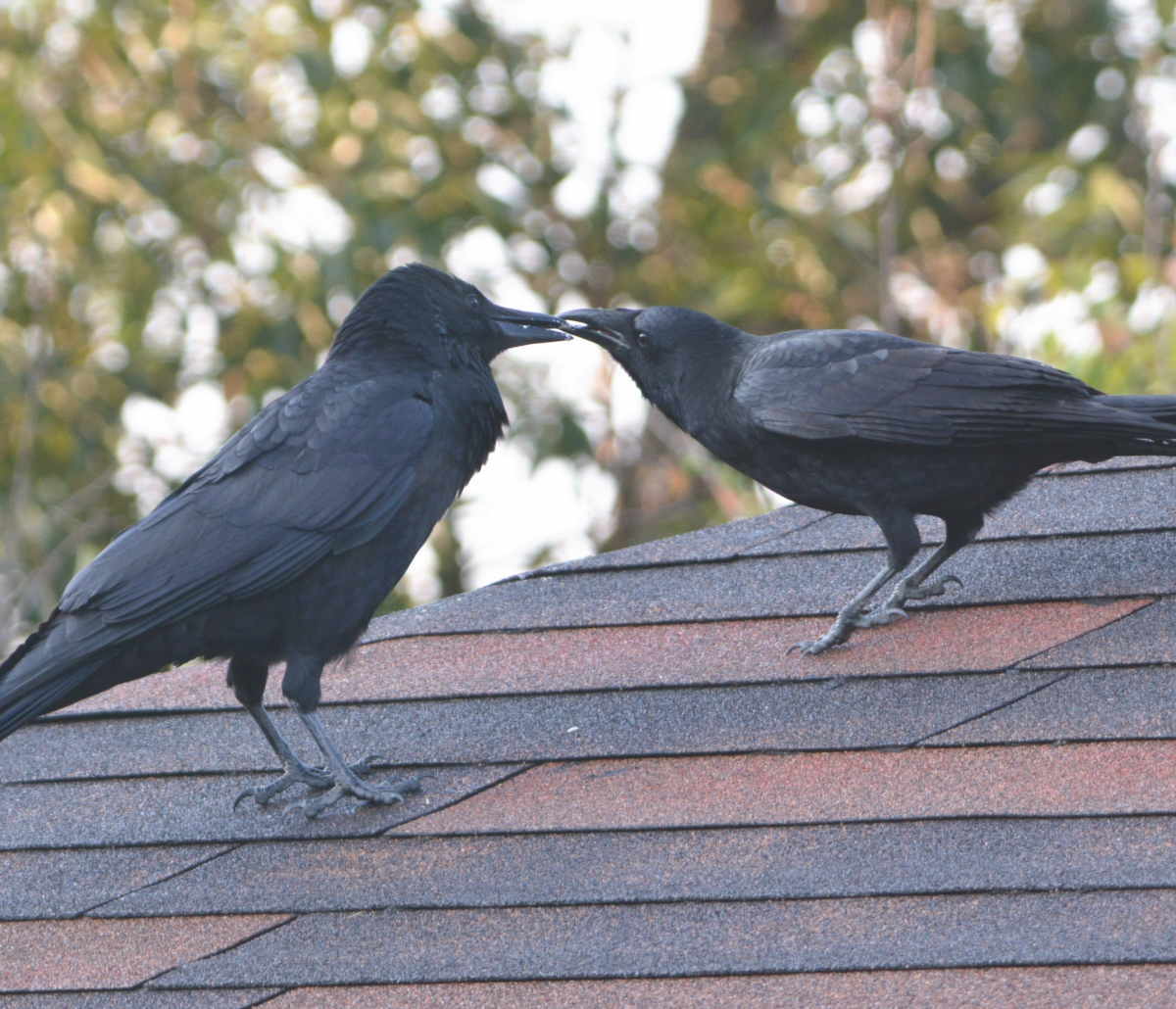 庭に来た子ガラス