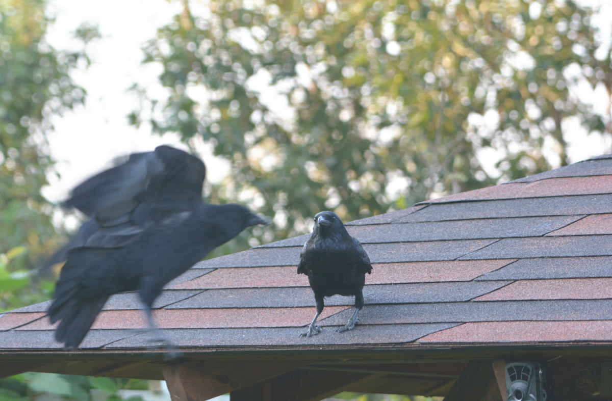 庭に来た子ガラス