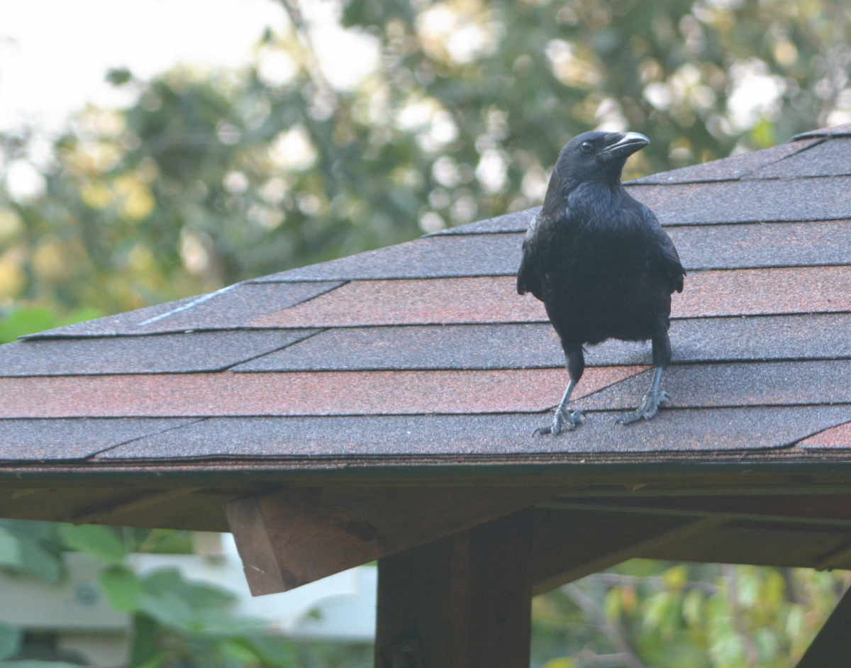 庭に来た子ガラス