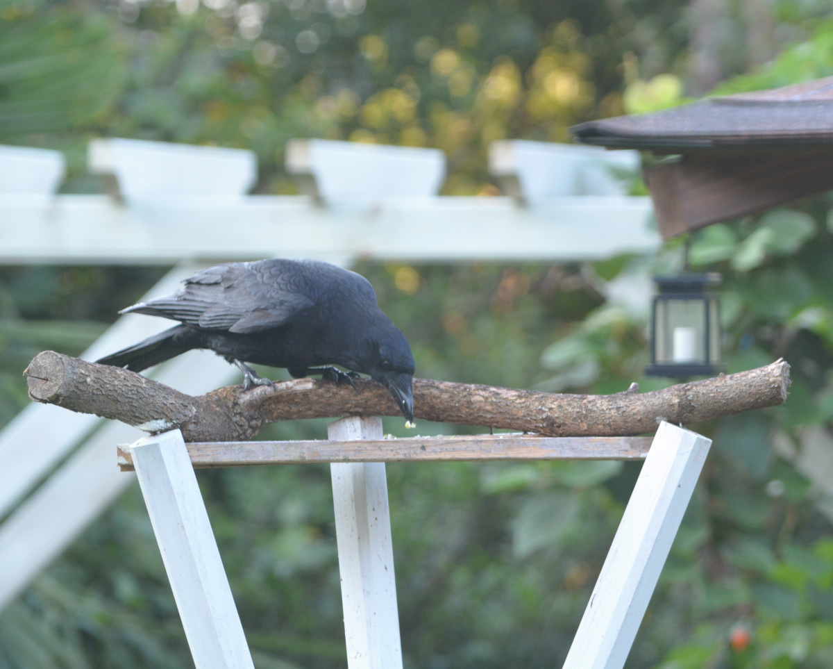 庭に来た子ガラス