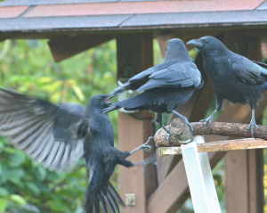 カラスの家族