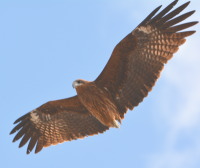 尾羽の無いトビ