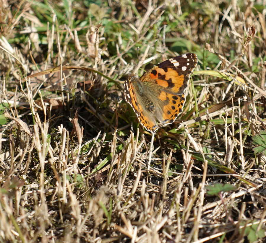 ヒメアカタテハ